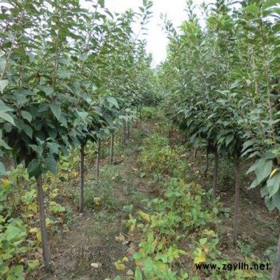山東綠化苗木基地  早晚 櫻花 批發櫻花樹苗 庭院園林綠化工程苗