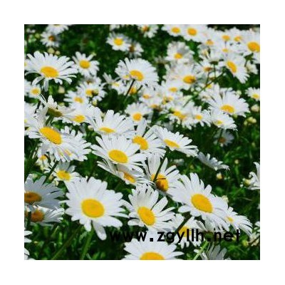 木一花卉 綠化苗木時(shí)令草花大濱菊 室內(nèi)外各種花卉批發(fā)采購(gòu)