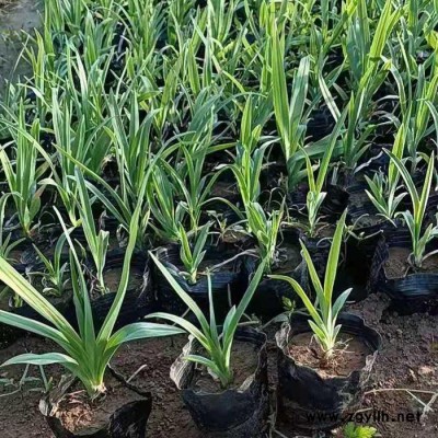 木一花卉 綠化苗木綠化草種大花萱草 室內(nèi)外各種花卉批發(fā)采購(gòu)
