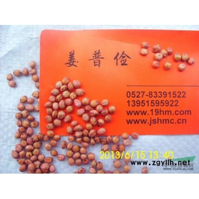 哪里有花灌木紅王子錦帶花迎春花紅瑞木木槿連翹質(zhì)優(yōu)價廉