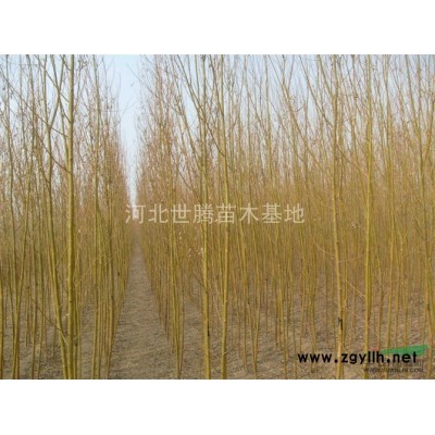 河北保定定州紅王子錦帶苗樹苗價(jià)格