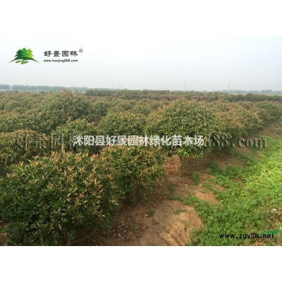 金山繡線菊價格_金山繡線菊產地_金山繡線菊綠化苗木苗圃基地