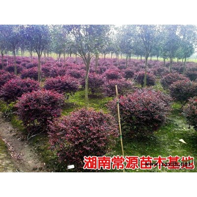 叢生紫荊，紫荊花，湖南紫荊價格