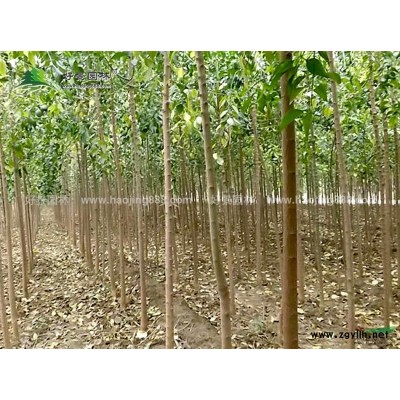 紅葉小檗價格_紅葉小檗產地_紅葉小檗綠化苗木苗圃基地