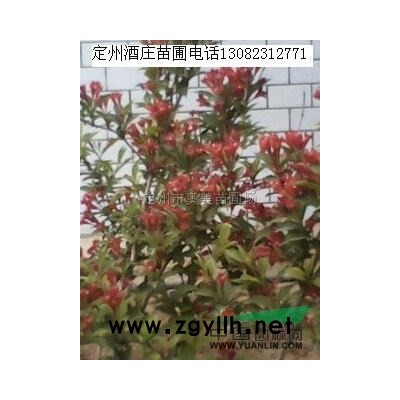 紅葉小檗供應/紅葉小檗圖片