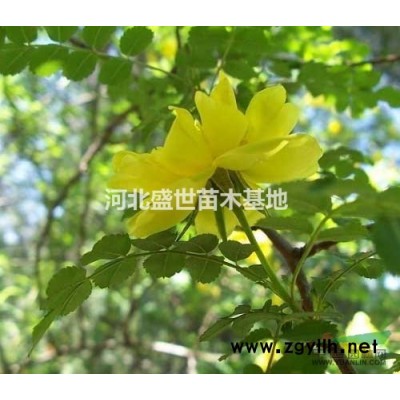 河北專業的紅葉小檗種植基地