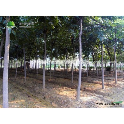 紫荊價格_紫荊圖片_紫荊產地_紫荊綠化苗木苗圃基地