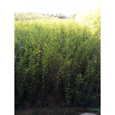 河北定州供應高度60公分的紅葉小檗25000棵