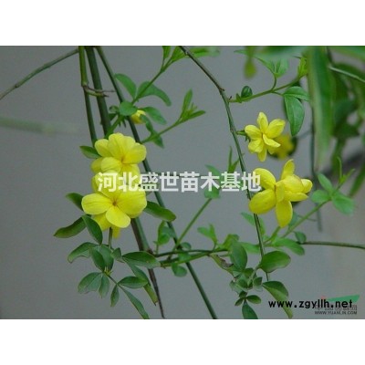 紅葉小檗報價