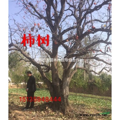 山西地區(qū)供應高度50公分紅葉小檗 60公分紅葉小檗價格