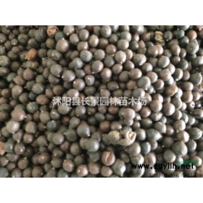出售紅葉小檗球
