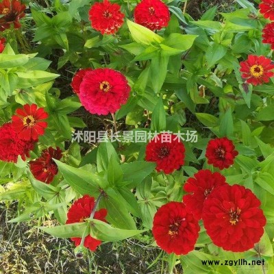 求購紅葉小檗球