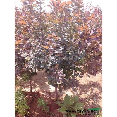 定州紅葉小檗，定州紅葉小檗價格， 定州紅葉小檗基地