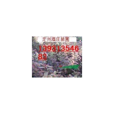 紅葉小檗行情報價\紅葉小檗圖片展示