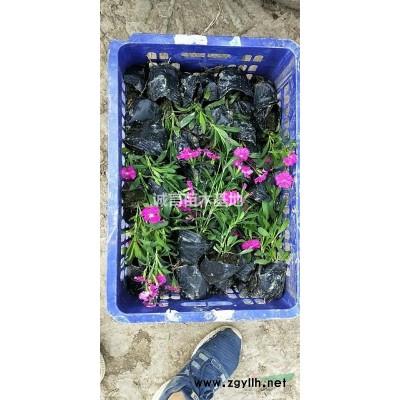 供應(yīng)宿根扁擔(dān)花，八仙花，常綠萱草