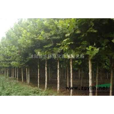 薔薇.連翹、棣棠、流蘇、木槿、紅瑞木、迎春.各種月季