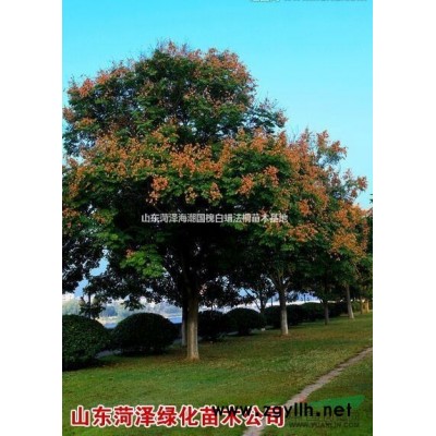 木槿價(jià)格木槿苗圃木槿基地山東木槿苗圃