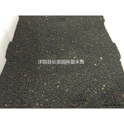 紅葉小檗球多少錢一棵