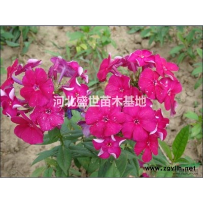 河北紅葉小檗種植基地  供應優質的紅葉小檗