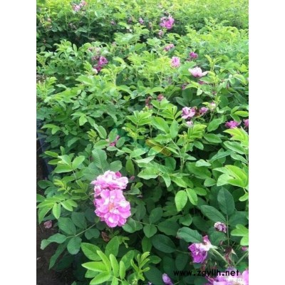 紅王子錦帶 大冠紅王子錦帶廠家 冠叢高1-1.5米多分枝