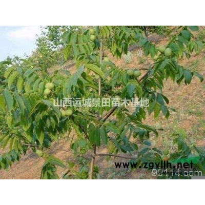 3公分木槿價格·4公分木槿圖片·5公分木槿報價產地詳情供應