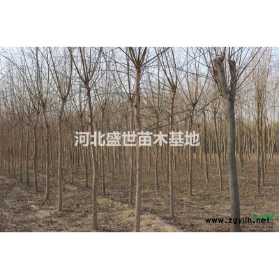 優質的金葉蕕種植基地