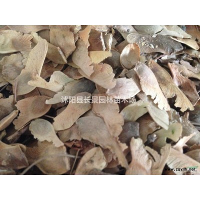 巨紫荊種子哪里有賣的？巨紫荊種子價格？