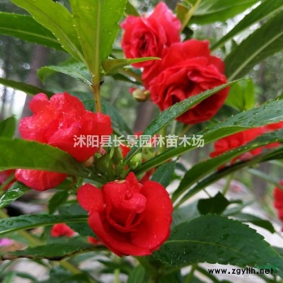 80公分紅葉小檗球各種規(guī)格