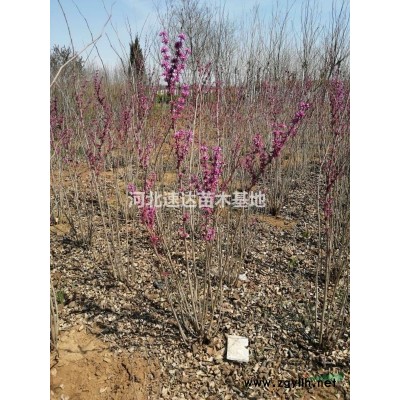 木槿樹(shù)，木槿樹(shù)開(kāi)花好看嘛？，木槿樹(shù)4--5公分什么價(jià)。