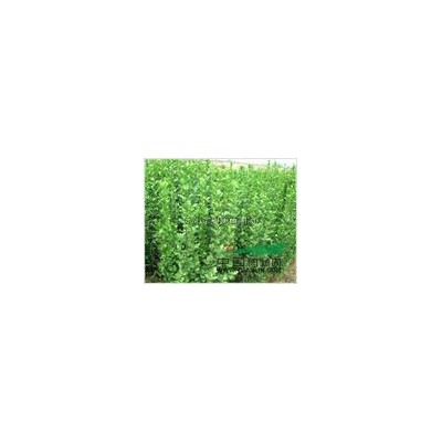 河北定州供應高度80-150公分優質紫荊10000棵