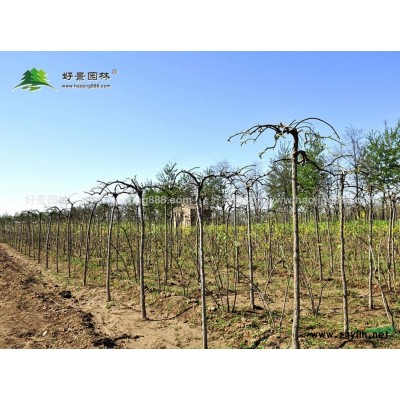 大花月季價格_大花月季產地_大花月季綠化苗木苗圃基地