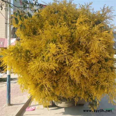 紫荊、加拿大紫荊、加拿大紫荊苗、沭陽紫荊