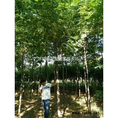 紅葉小檗種子什么時候播種？