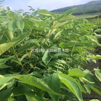 1.5米紅葉小檗球各種規(guī)格