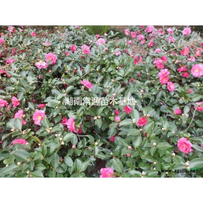 紅葉小檗小苗，湖南紅葉小檗價格