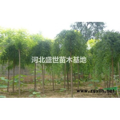 專業的紅葉小檗種植基地