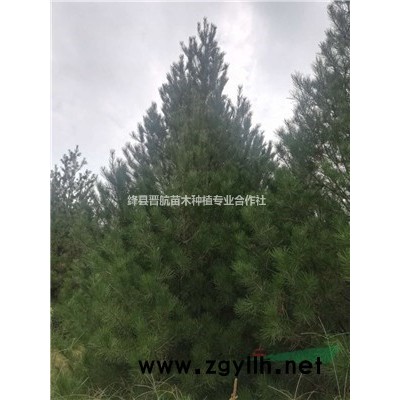 紫葉李-3-5公分紅葉李-3-5公分紫葉李-8公分紫葉李