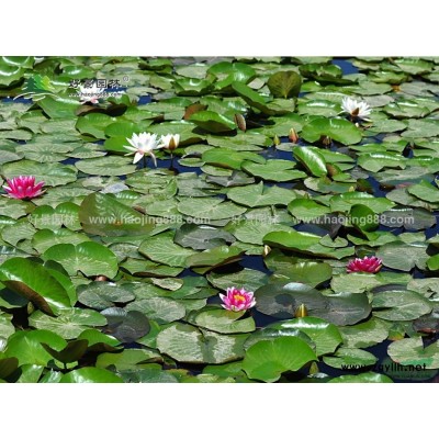花葉錦帶花價格_花葉錦帶花產地_花葉錦帶花綠化苗木苗圃基地