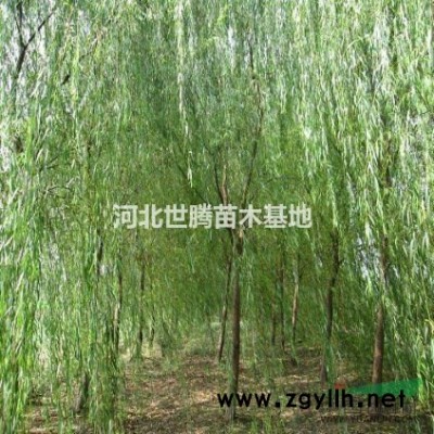 河北保定苗圃專業(yè)供應(yīng)大波叢生木槿球2米高 2.5米高