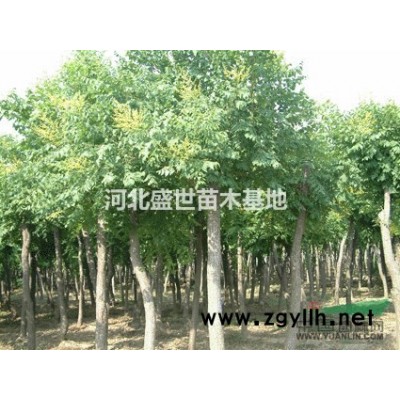 紅王子錦帶種植基地 專業種植優質的紅王子錦帶