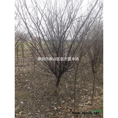 叢生蒙古櫟、叢生紫荊、叢生紫薇，叢生五角楓，叢生木槿
