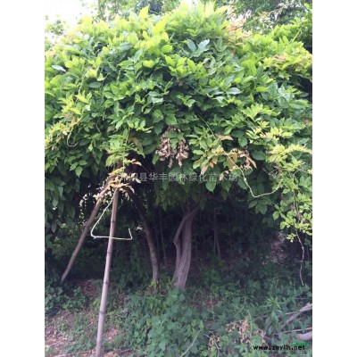 紅葉小檗，紅葉小檗球價格，紅葉小檗球供應，江蘇紅葉小檗價格