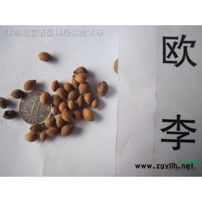 紫葉小檗 基地直發庭院色塊綠籬植物工程綠化彩葉灌木盆栽 紫葉小檗苗 紅葉小檗 成活率高小苗