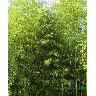 供應紅葉小檗價格、紅葉小檗圖片、紅葉小檗綠化苗木苗圃基地