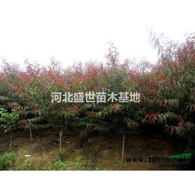 專業生產優質的紅葉小檗