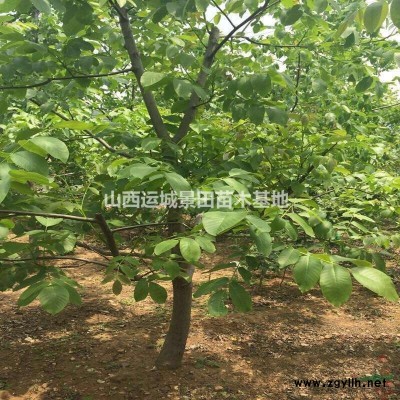 連翹苗哪里多？基地在什么地方？山西運(yùn)城大面積連翹種植基地