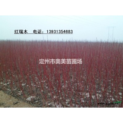 紅瑞木怎樣過冬