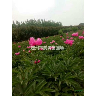 紅瑞木圖片\紅瑞木報價