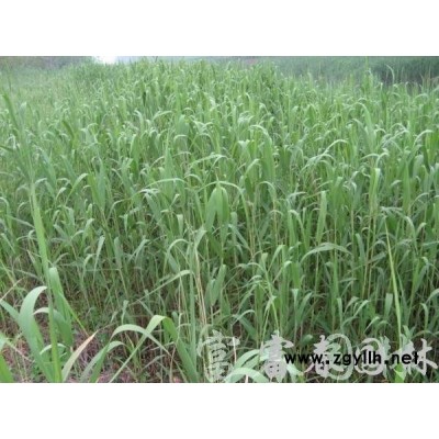 批發(fā)小苗 垂枝丁香 各種規(guī)格垂枝丁香 觀花綠植 樹形優(yōu)美 根系好易成活 歡迎來電咨詢