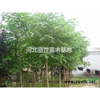 紅瑞木的價格